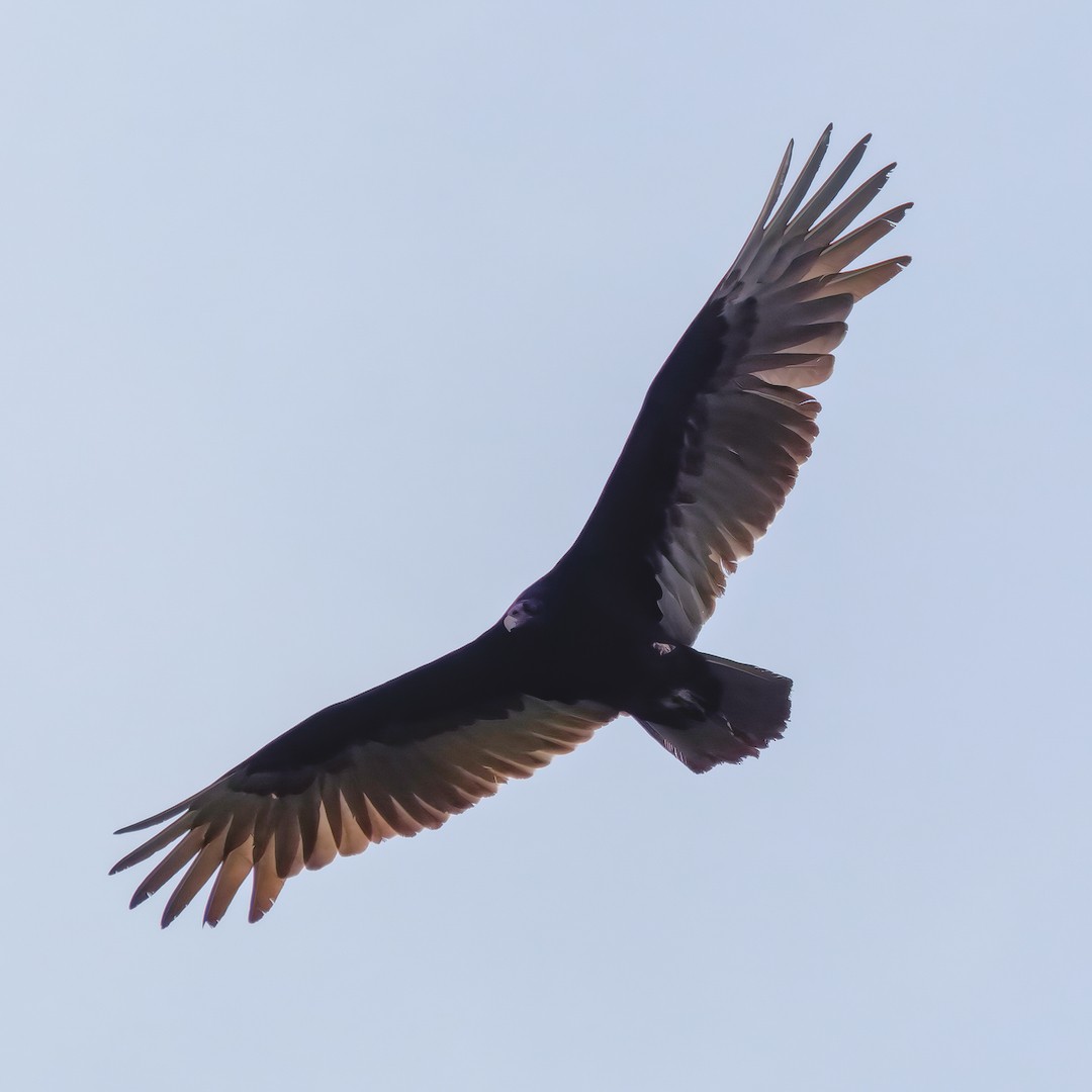 Turkey Vulture - ML617385807