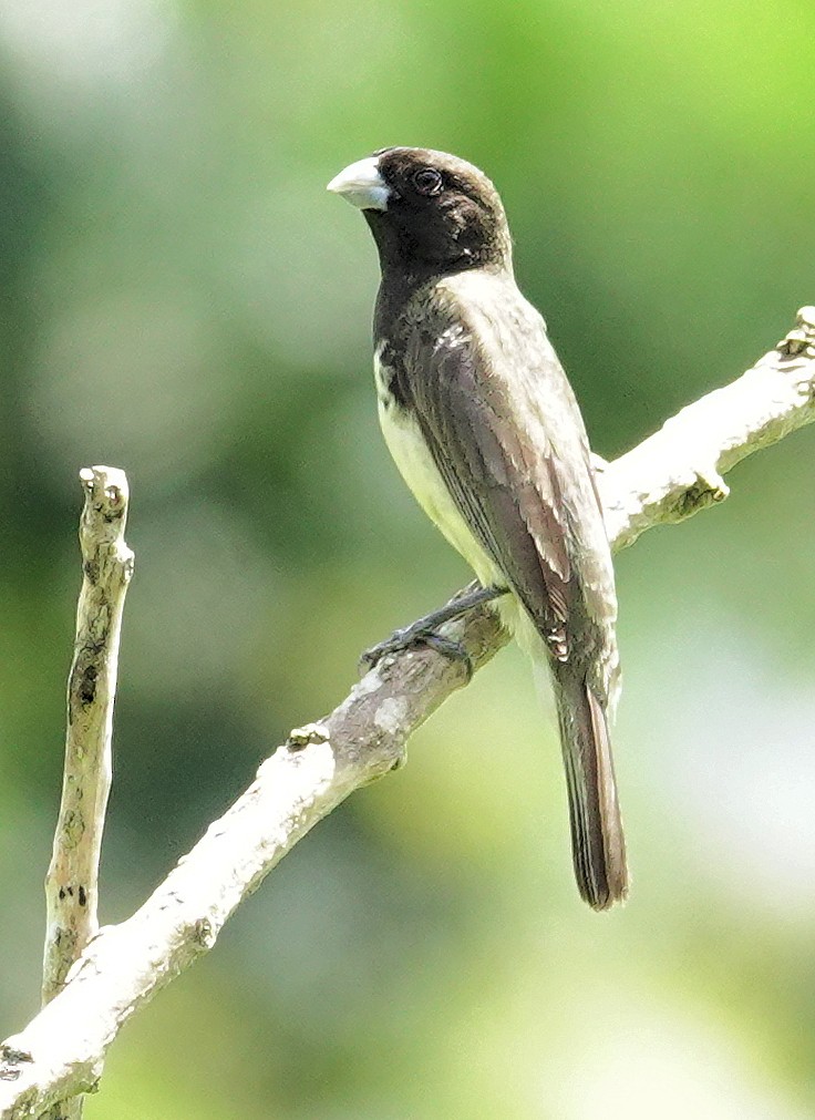 Dubois's Seedeater - ML617385824