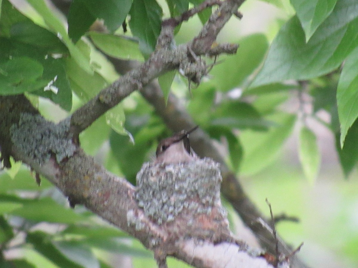 Ruby-throated Hummingbird - ML617385851