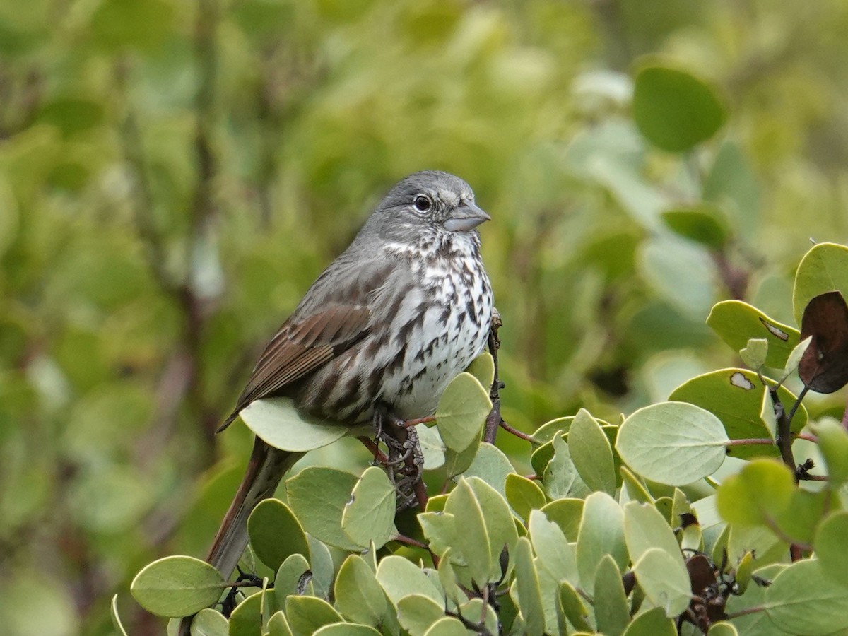 Fox Sparrow (Thick-billed) - Steve Kornfeld