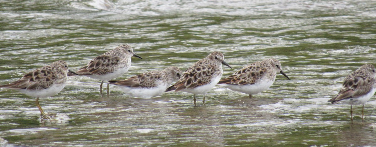 Least Sandpiper - Twylabird Jean