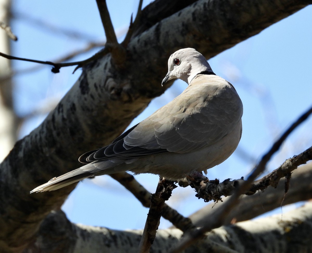 Eurasian Collared-Dove - ML617385915