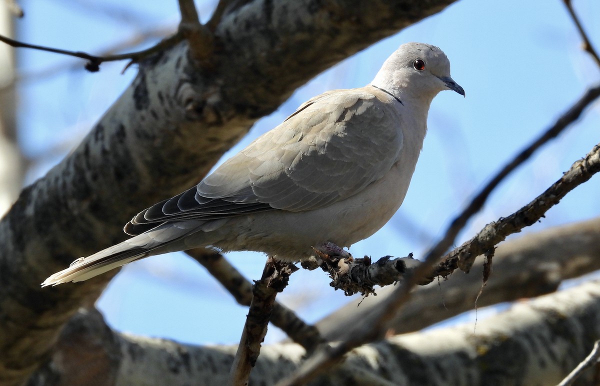 Eurasian Collared-Dove - ML617385916