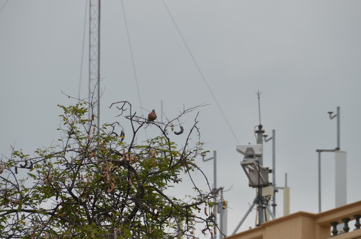 Red Collared-Dove - ML617385925