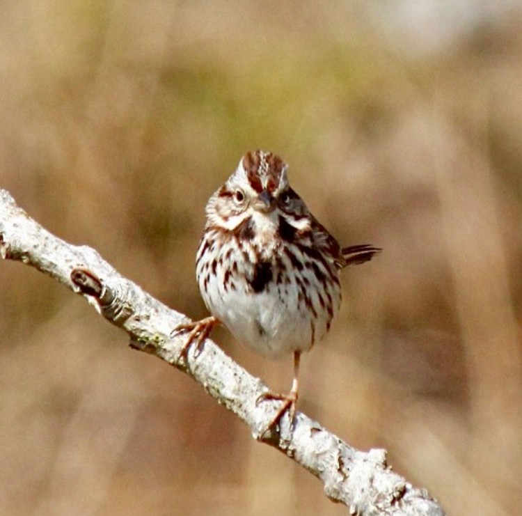 Song Sparrow - Adrien C