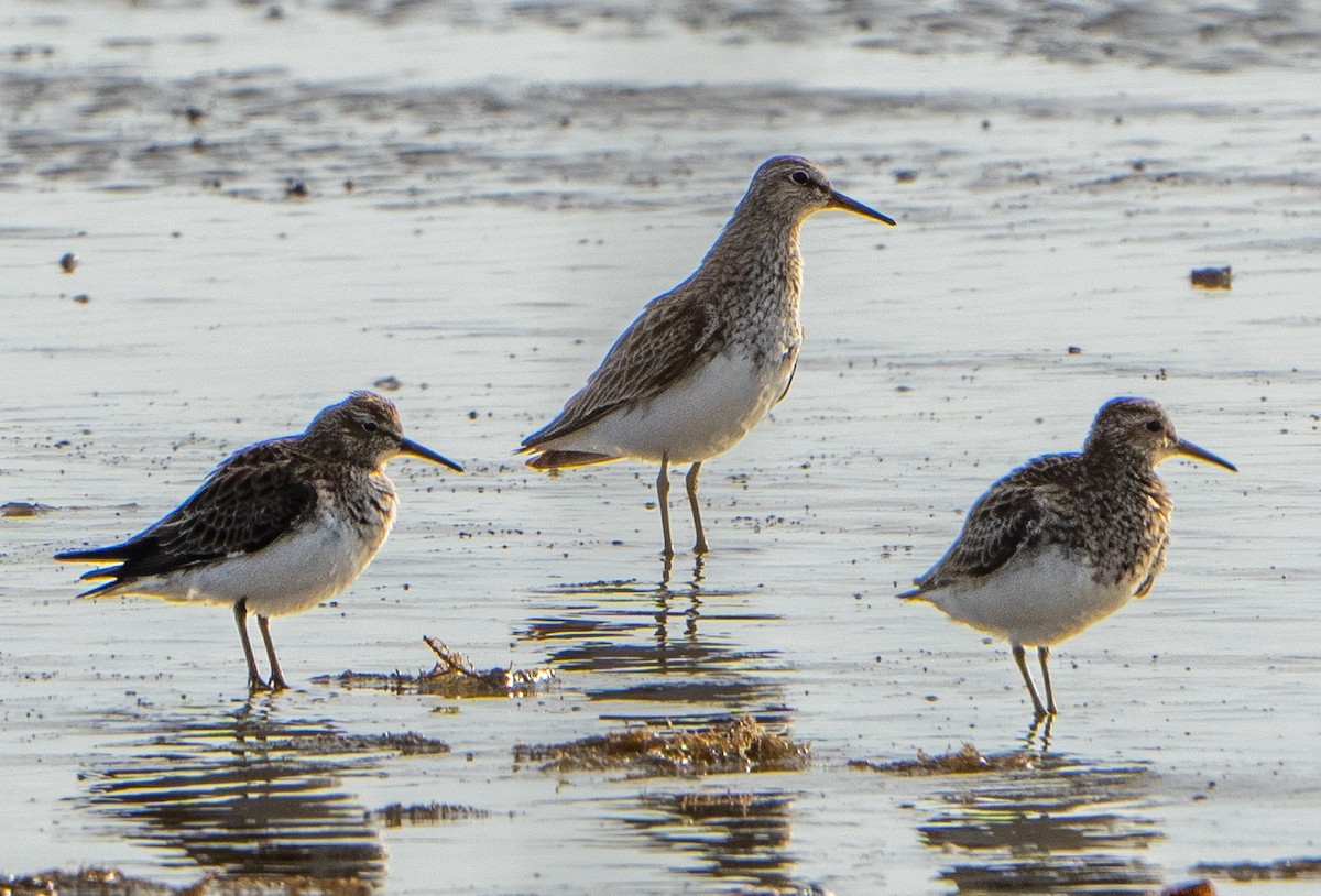 Graubrust-Strandläufer - ML617385946