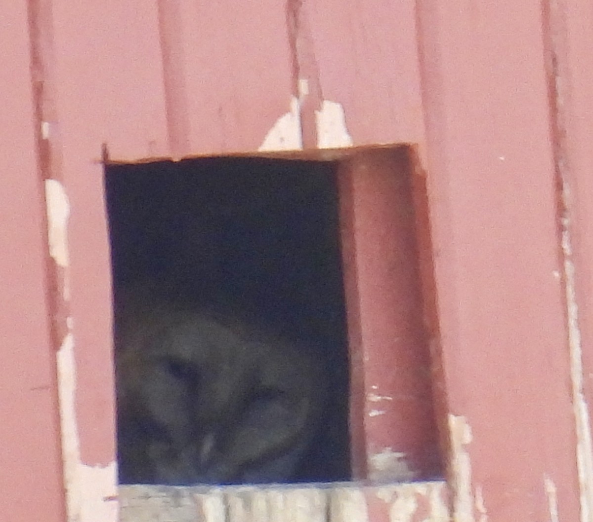 Barn Owl - ML617385984