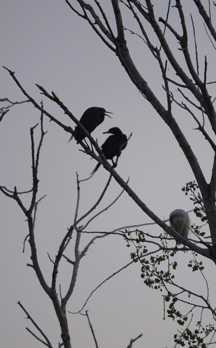 Little Blue Heron - ML617385992