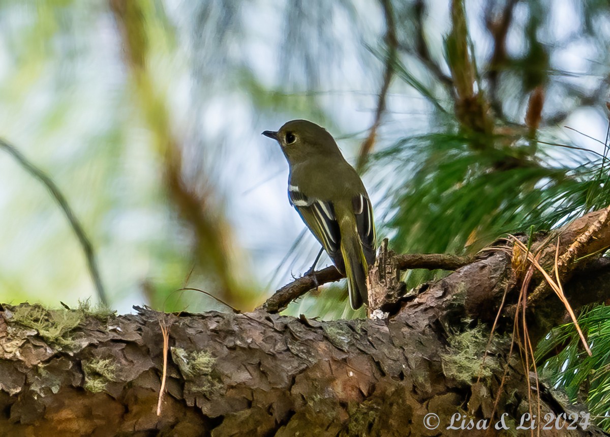 Pine Flycatcher - ML617386044