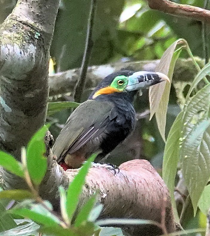 Spot-billed Toucanet - ML617386052