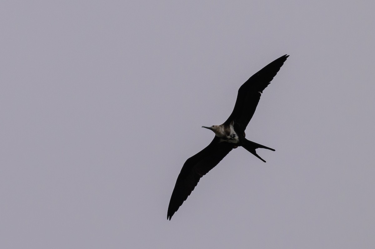 Lesser Frigatebird - ML617386056