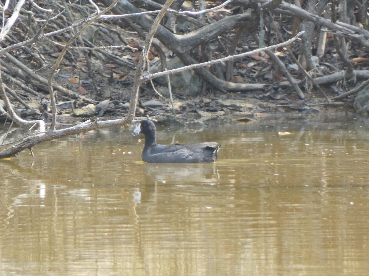 American Coot - ML617386064