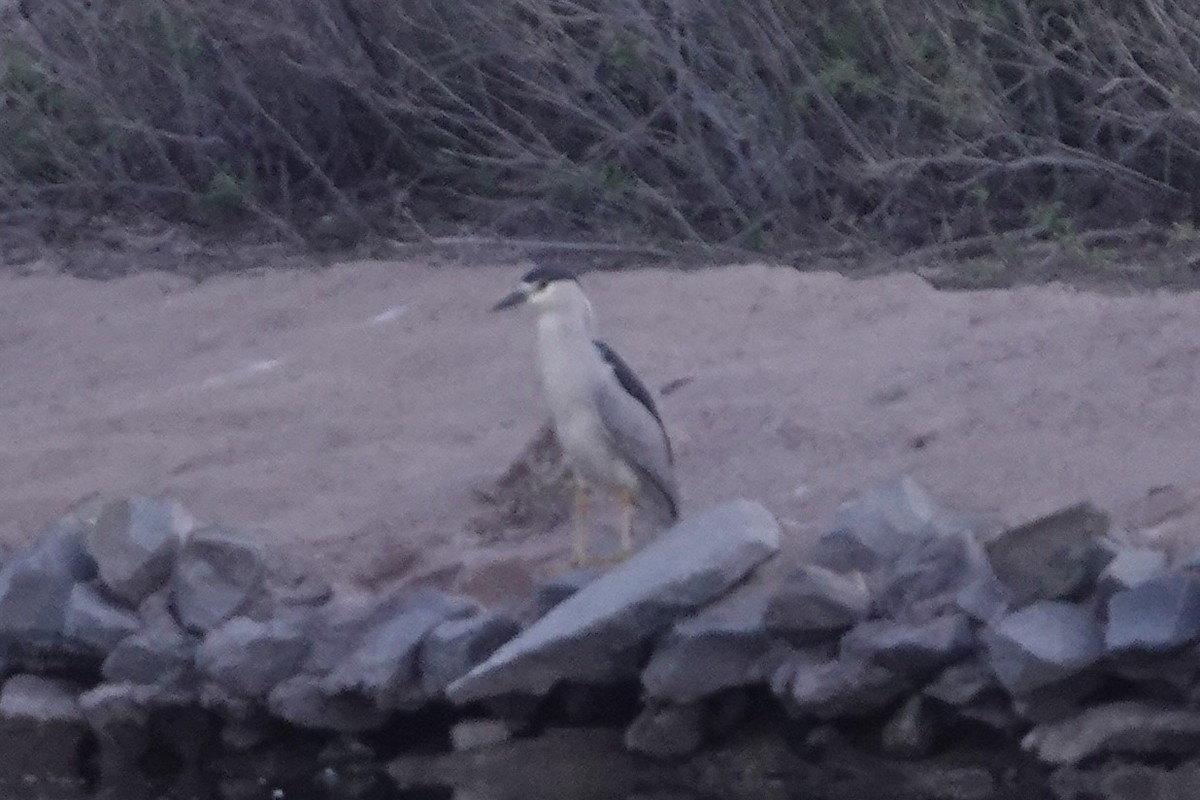 Black-crowned Night Heron - ML617386078