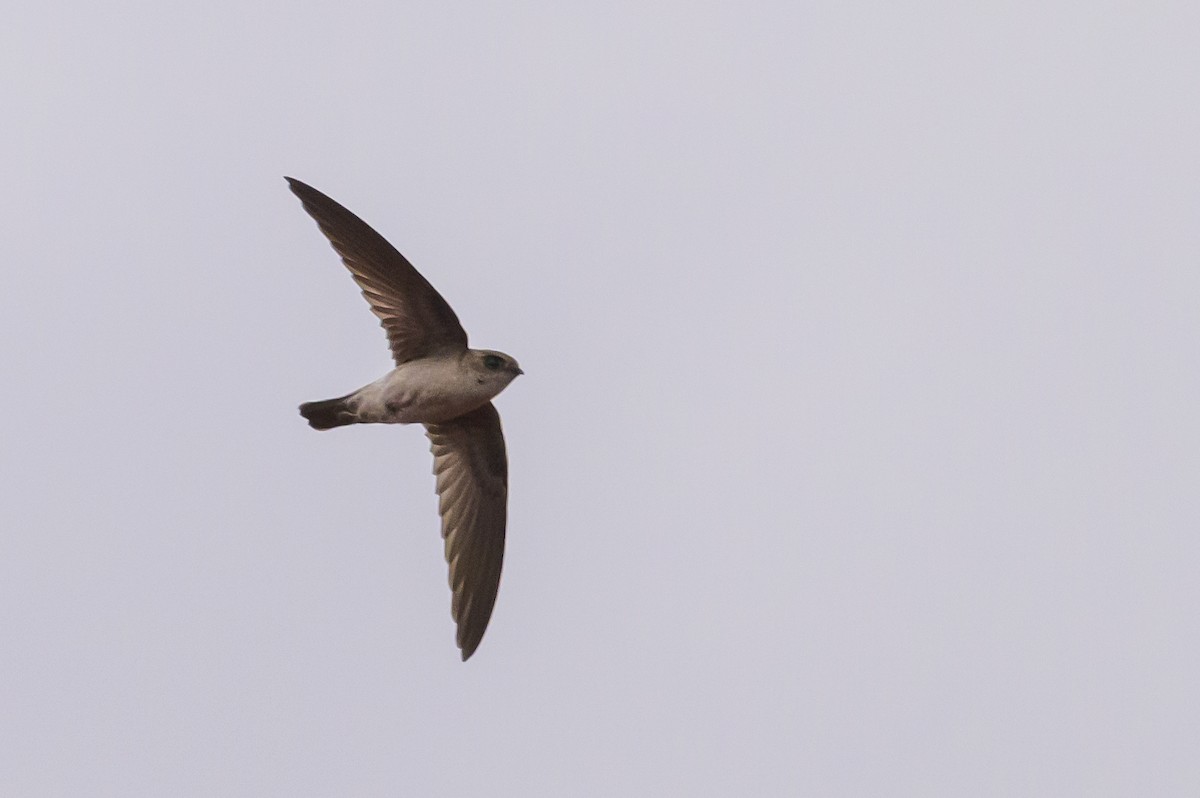 Halmahera Swiftlet - ML617386089