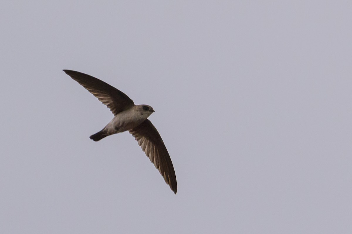 Halmahera Swiftlet - ML617386090