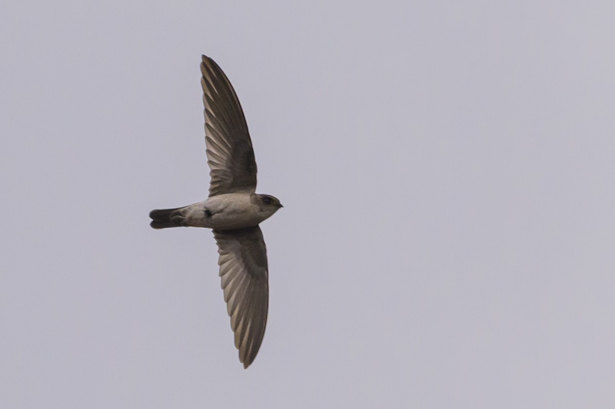 Halmahera Swiftlet - ML617386093