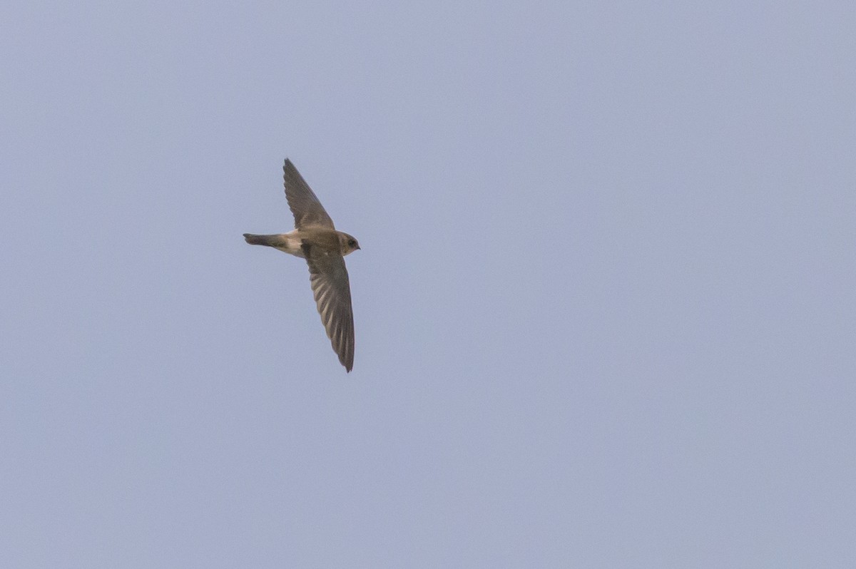 Halmahera Swiftlet - ML617386097