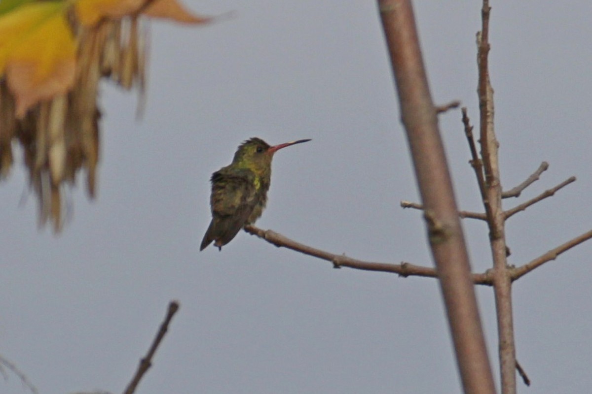 Gilded Hummingbird - Gabriel Carbajales