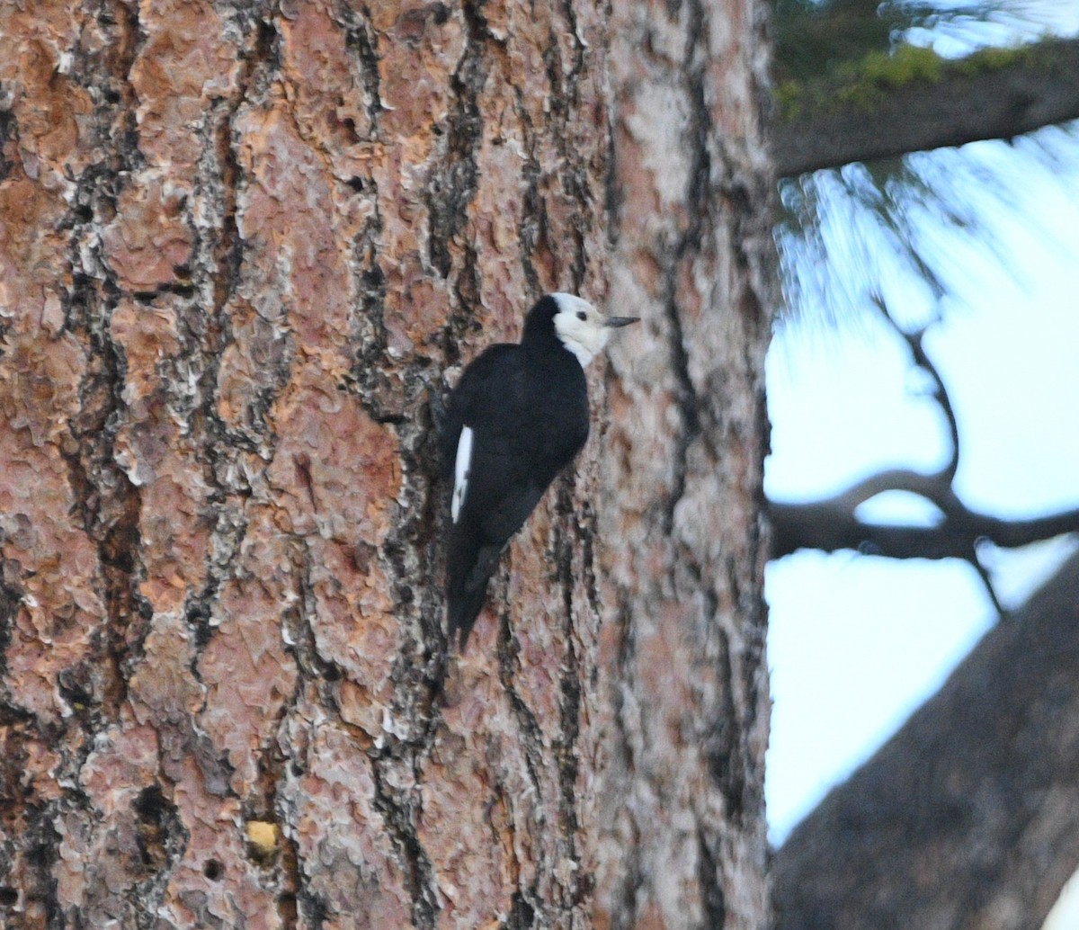 White-headed Woodpecker - Peter Olsoy