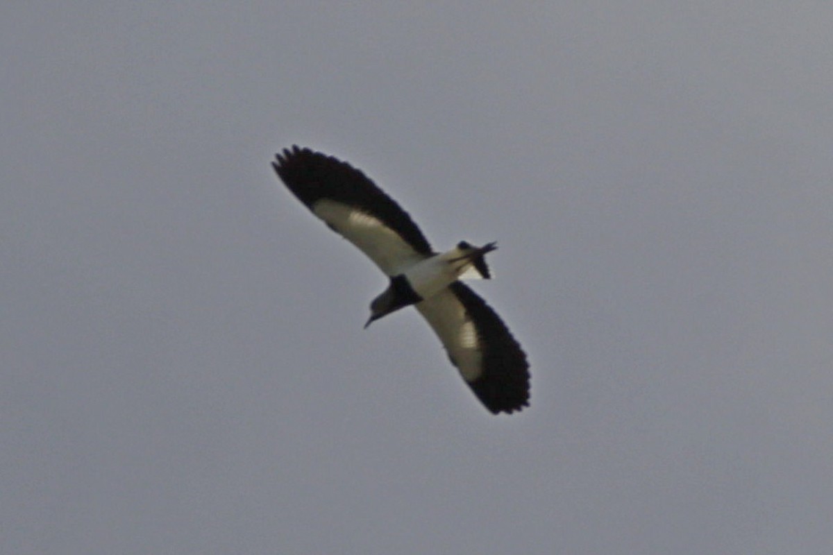 Southern Lapwing - ML617386146