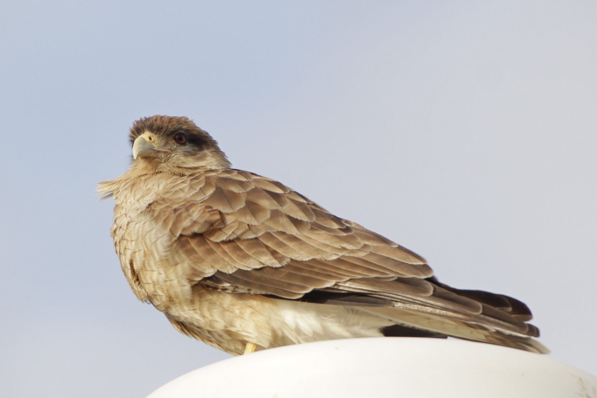 Chimango Caracara - Gabriel Carbajales