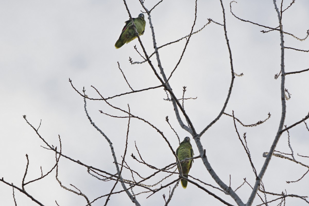 Turquoise-fronted Parrot - ML617386191