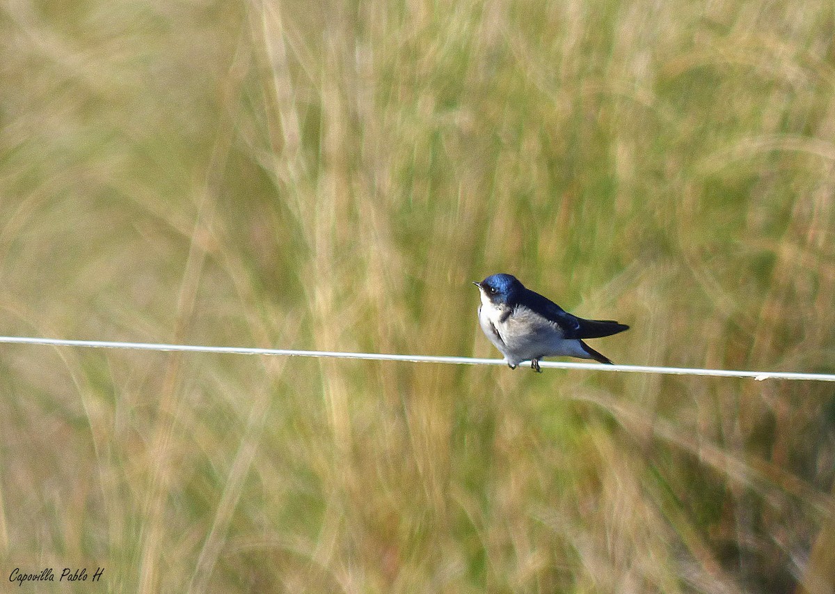 Chilean Swallow - ML61738621