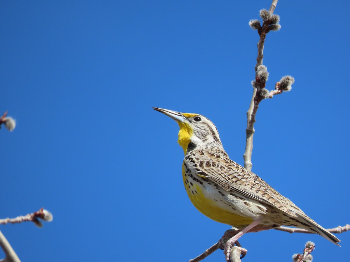 Western Meadowlark - ML617386214