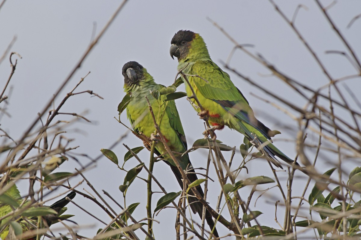 Nanday Parakeet - ML617386220