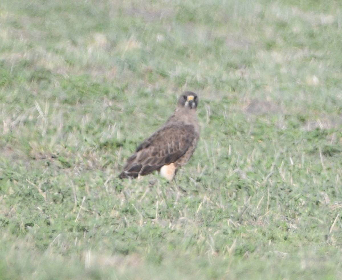 Swainson's Hawk - ML617386224