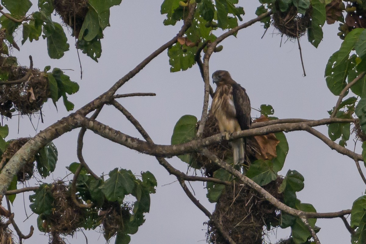 Pygmy Eagle - Stephen Davies