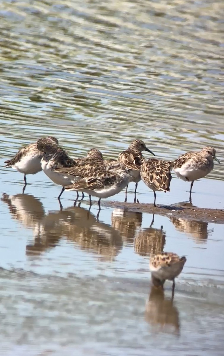 Least Sandpiper - Soule Mary