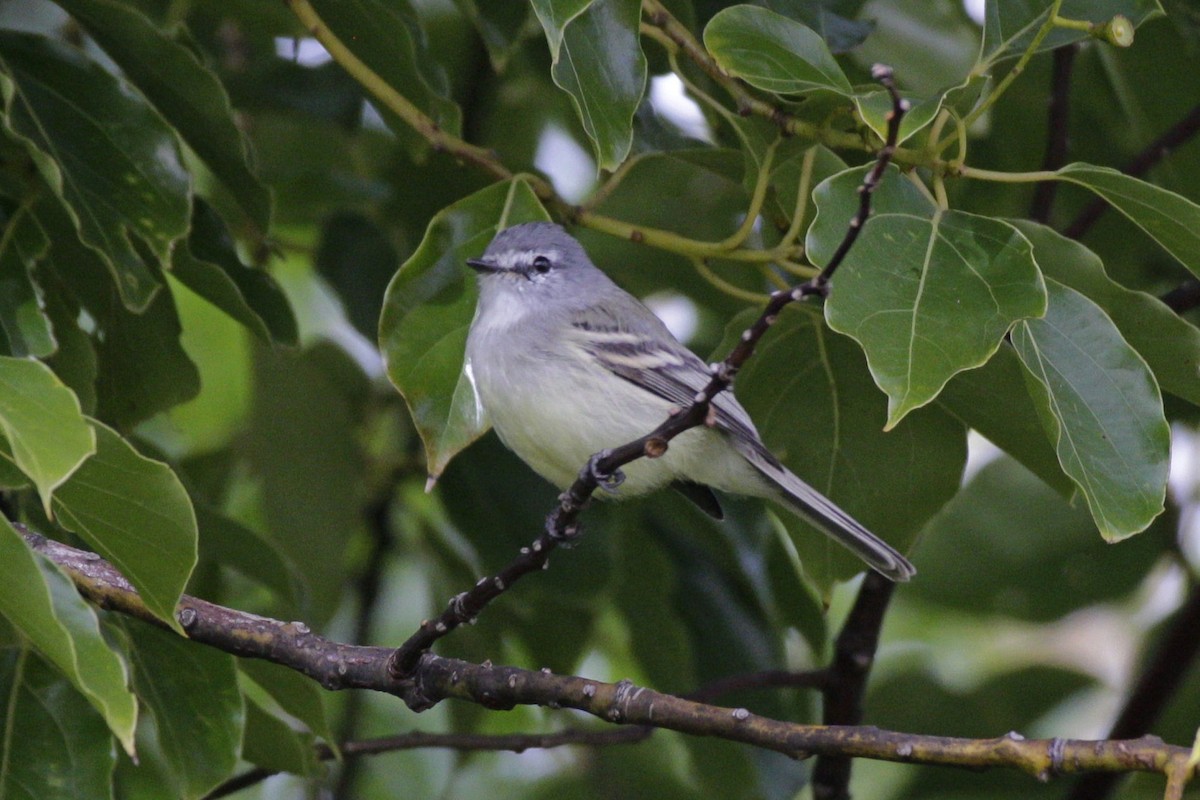 White-crested Tyrannulet - ML617386258