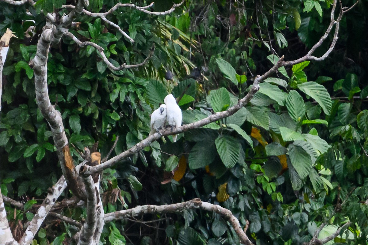 Cacatoès blanc - ML617386324