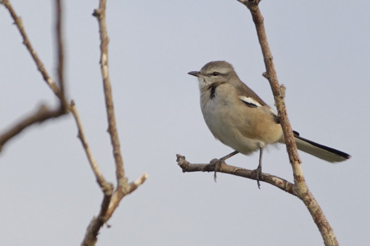 White-banded Mockingbird - ML617386343