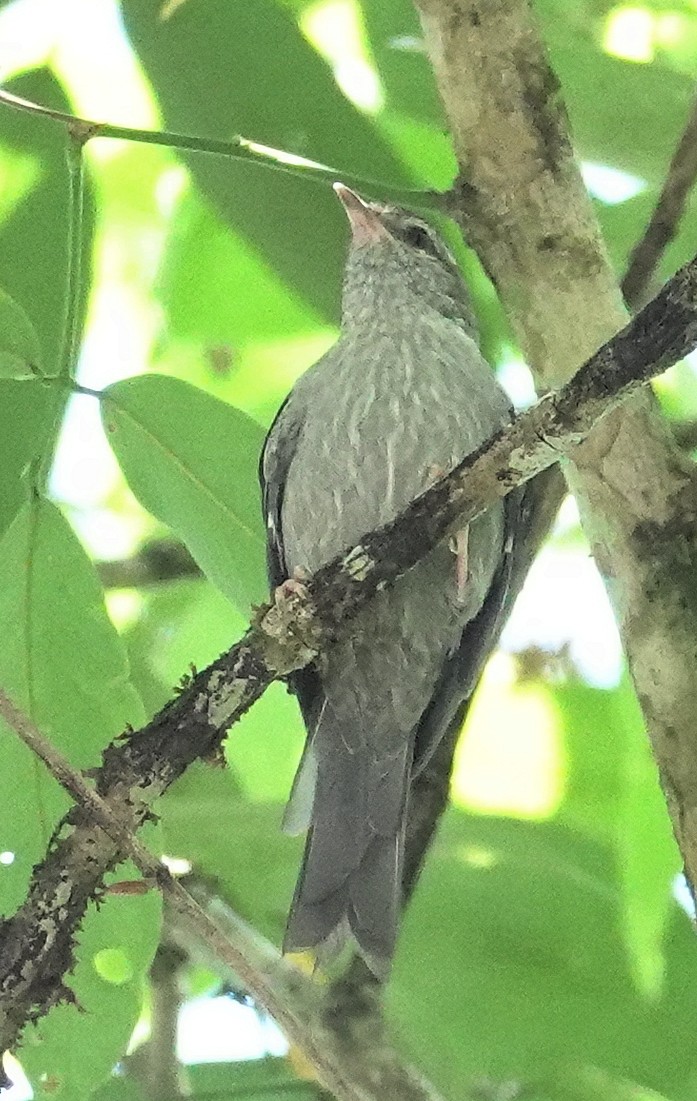 Pink-legged Graveteiro - ML617386360