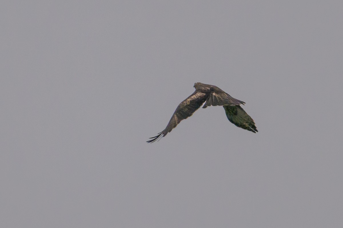 Águila Papú - ML617386376