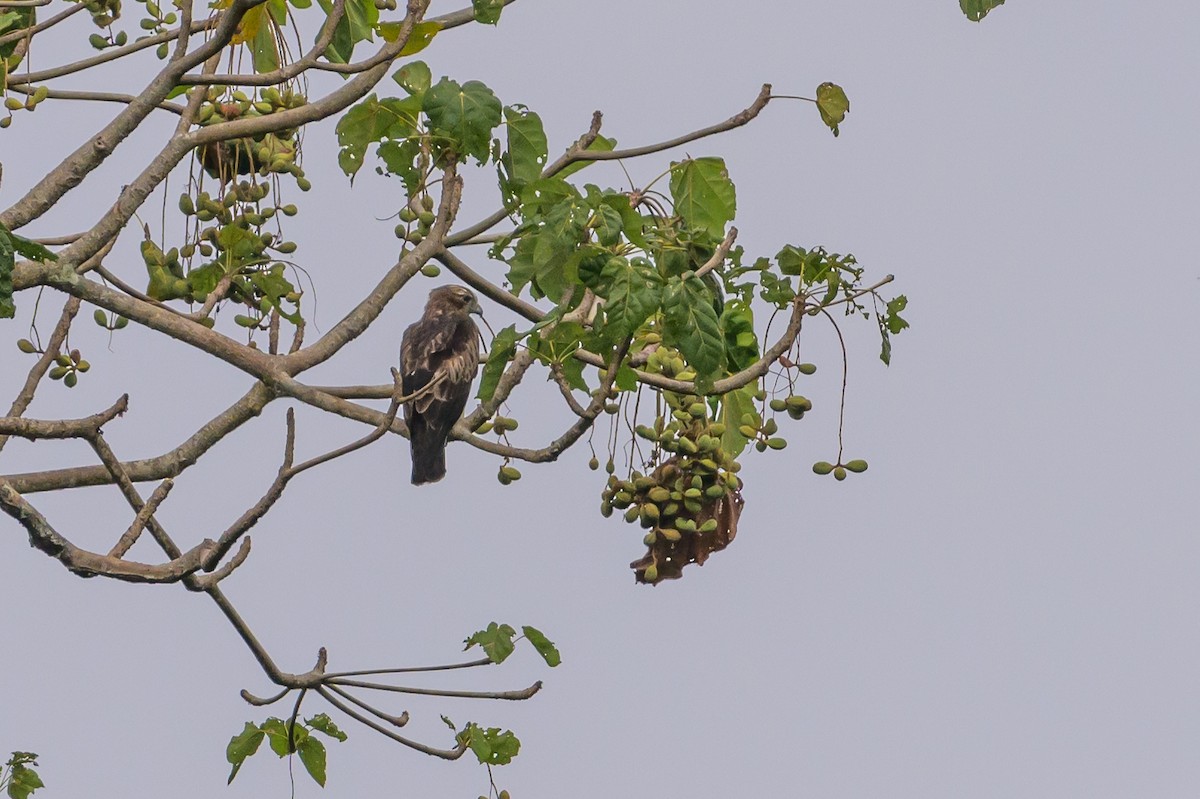 Pygmy Eagle - ML617386377