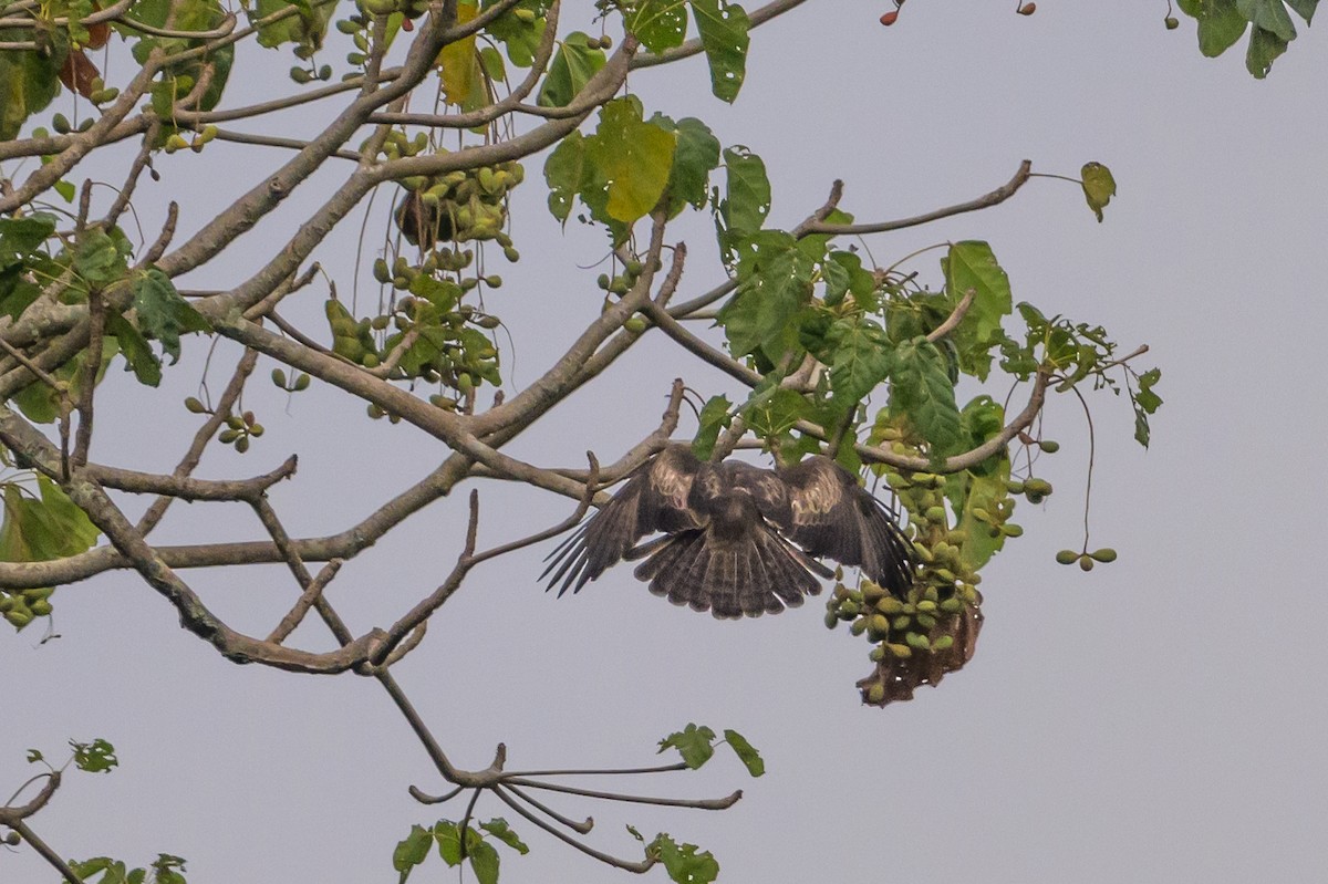 Pygmy Eagle - ML617386383