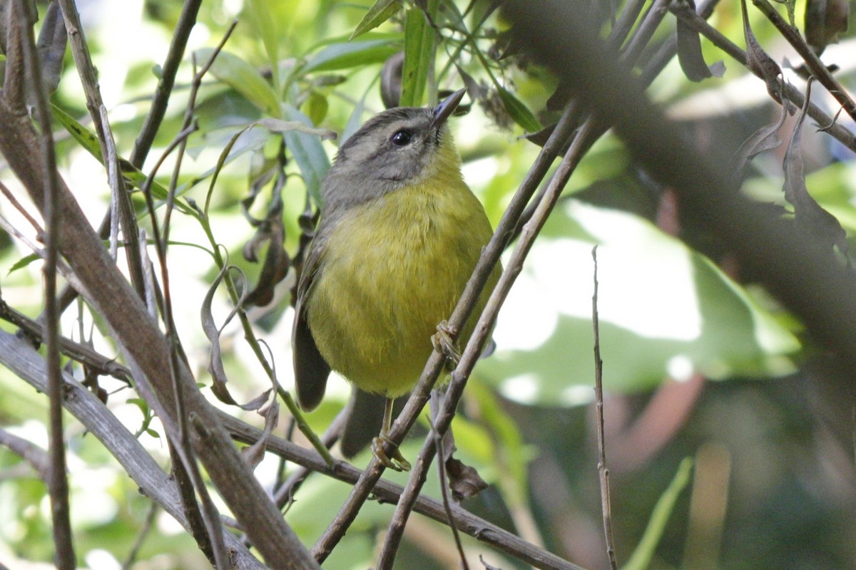 Golden-crowned Warbler - ML617386412