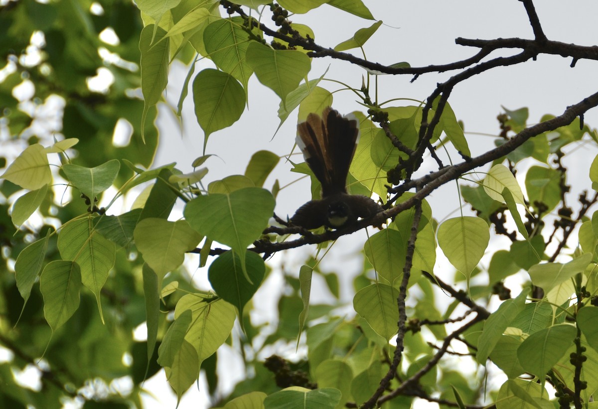 Malaysian Pied-Fantail - ML617386413