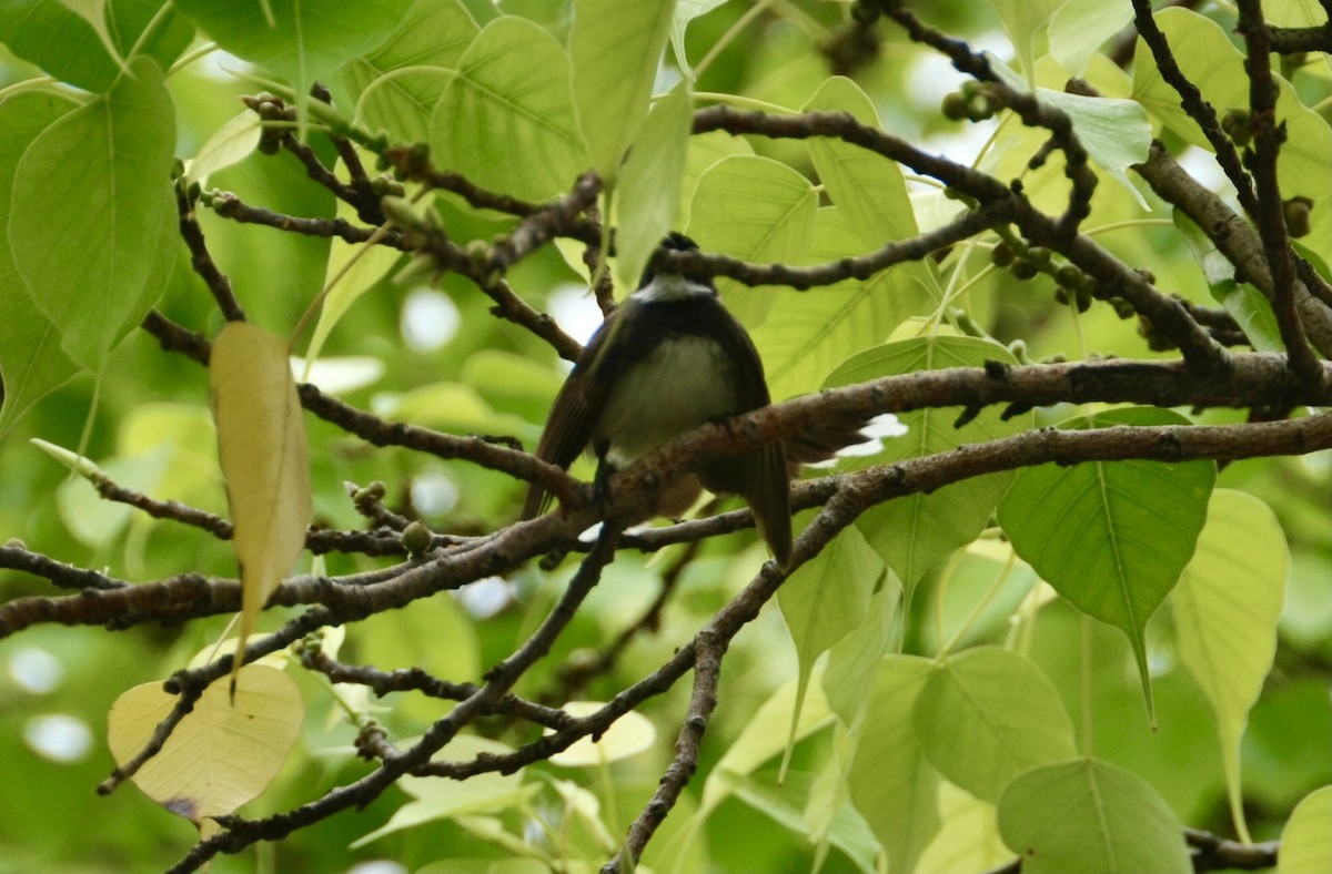 Malaysian Pied-Fantail - ML617386414