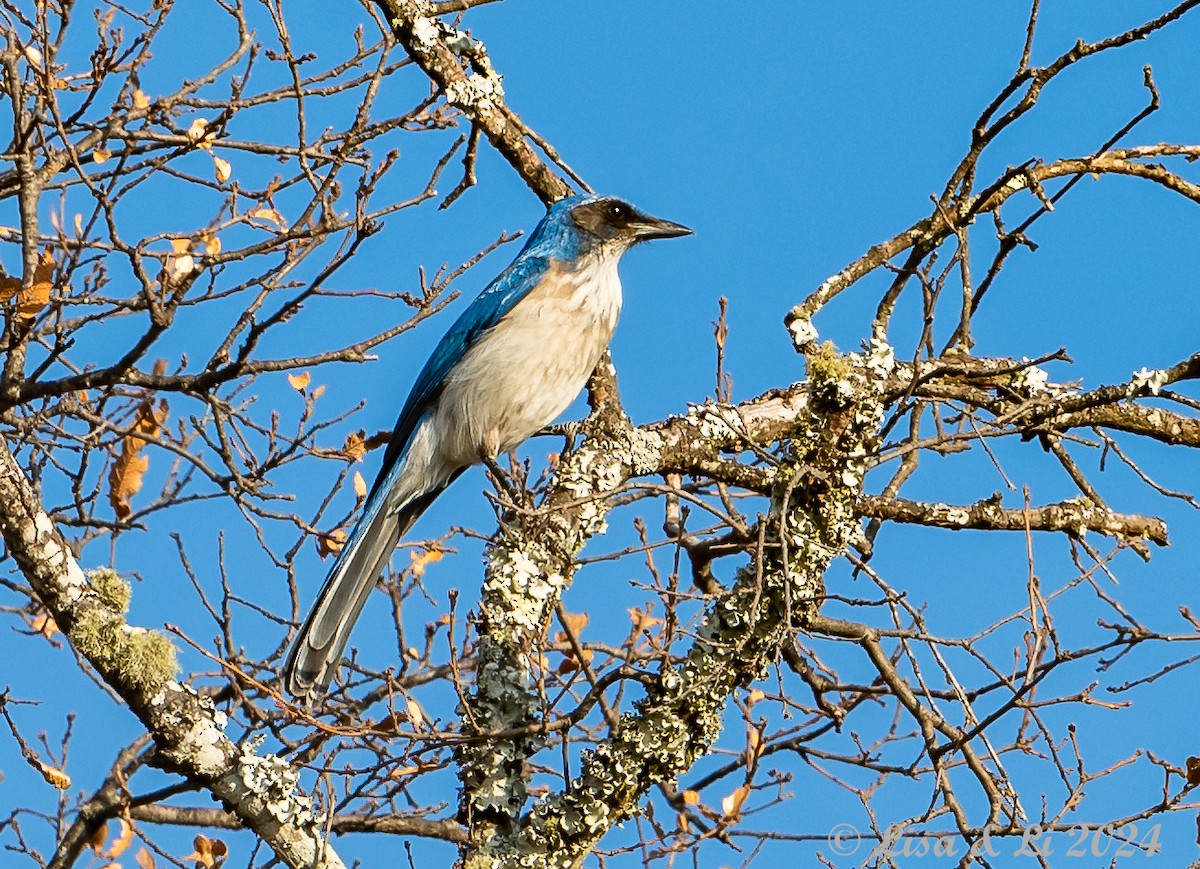 Woodhouse's Scrub-Jay (Sumichrast's) - ML617386421