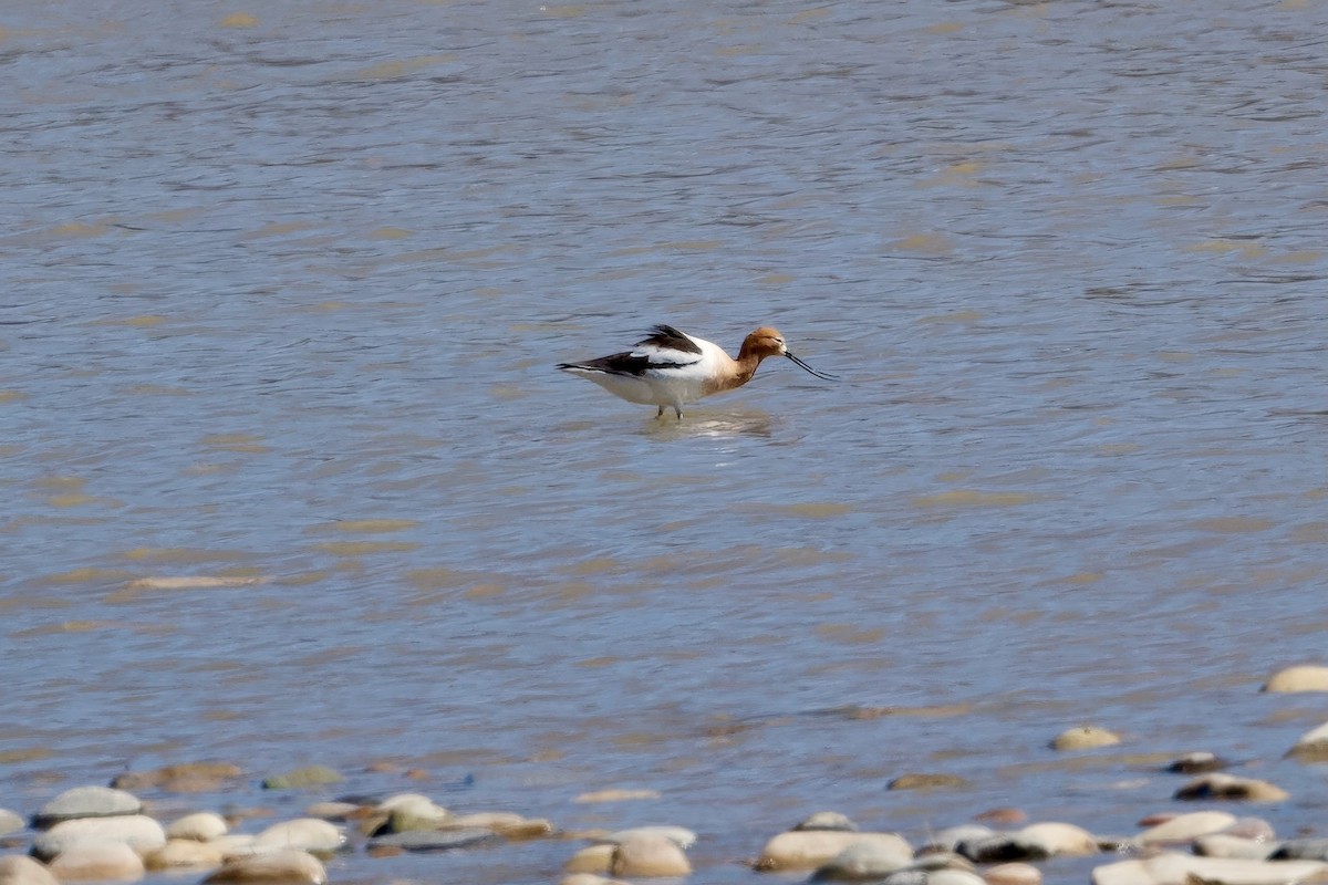 American Avocet - ML617386427