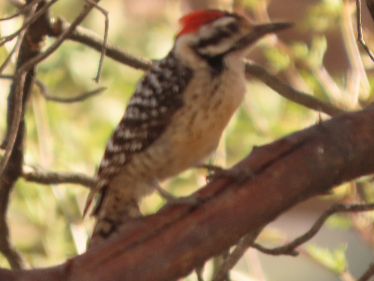 Ladder-backed Woodpecker - Richard Petersen