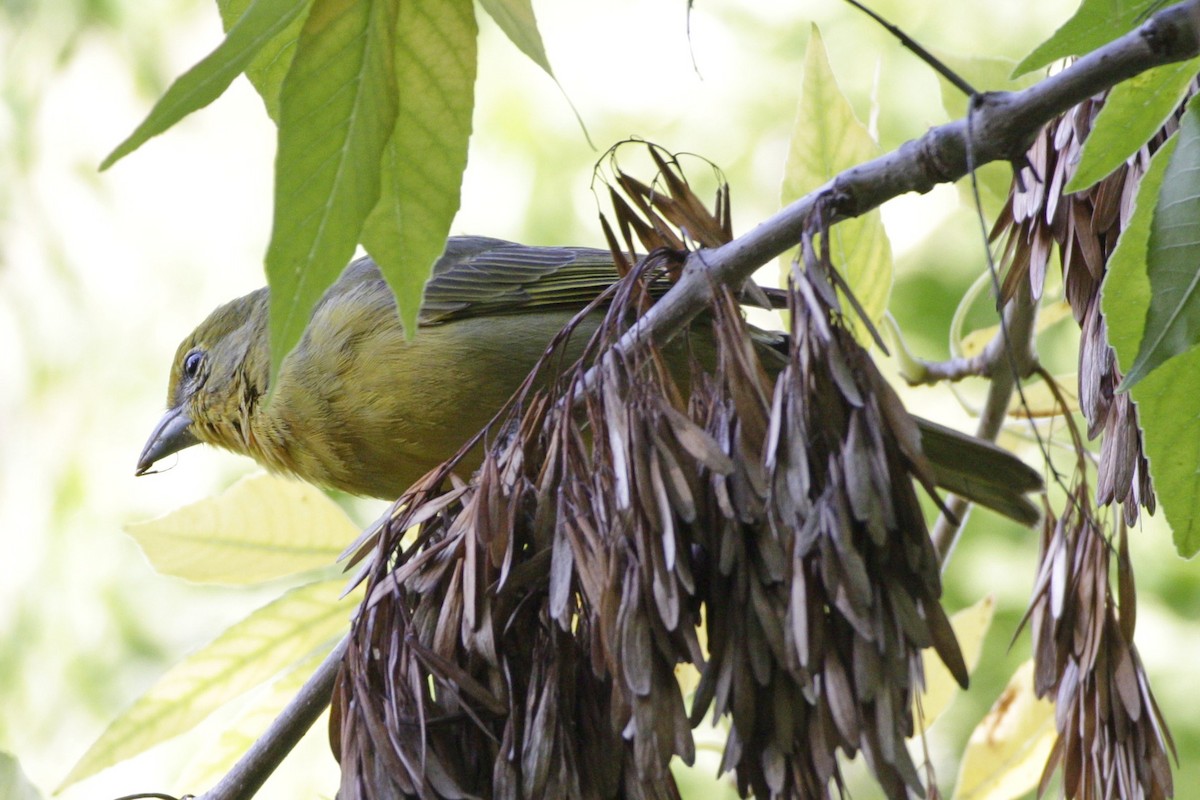 Hepatic Tanager - ML617386445