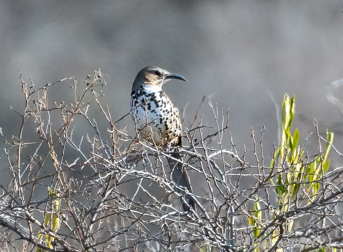 Ocellated Thrasher - ML617386466