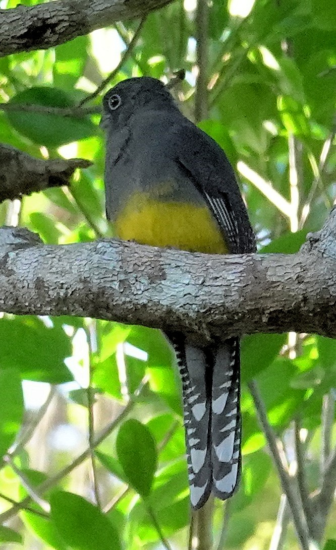 Surucua Trogon - ML617386478