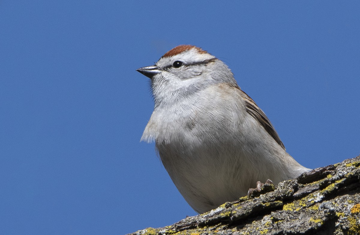Chipping Sparrow - Jean Hebert