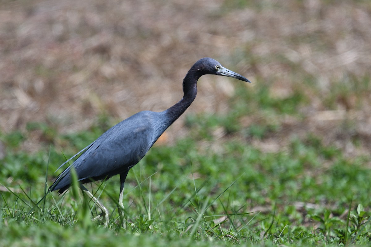 Little Blue Heron - ML617386507